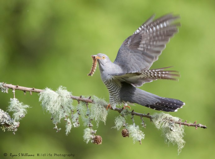Кукушка улетела