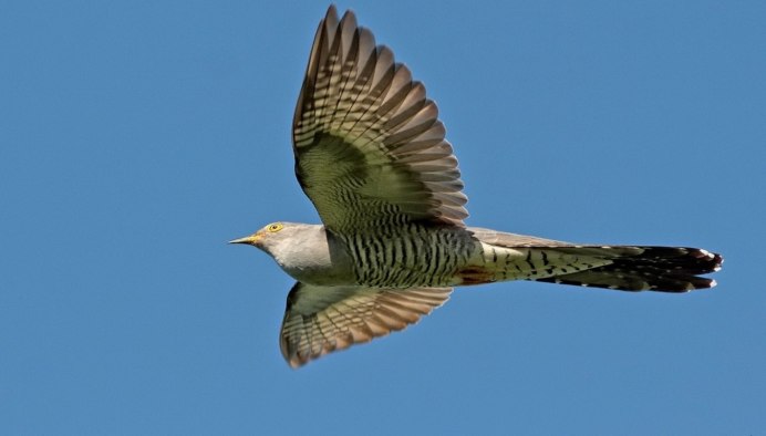 Кукушка Перелетная