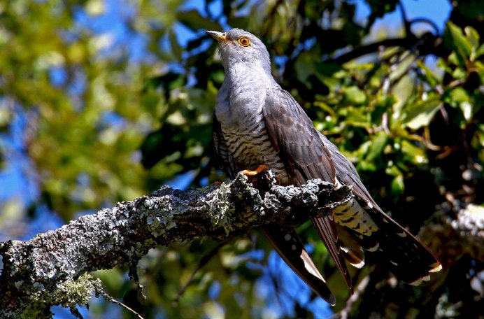 Птица Cuculus canorus