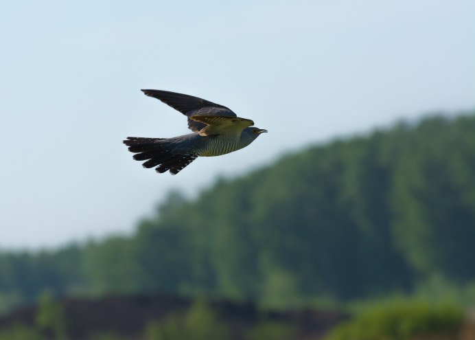 Обыкновенная Кукушка