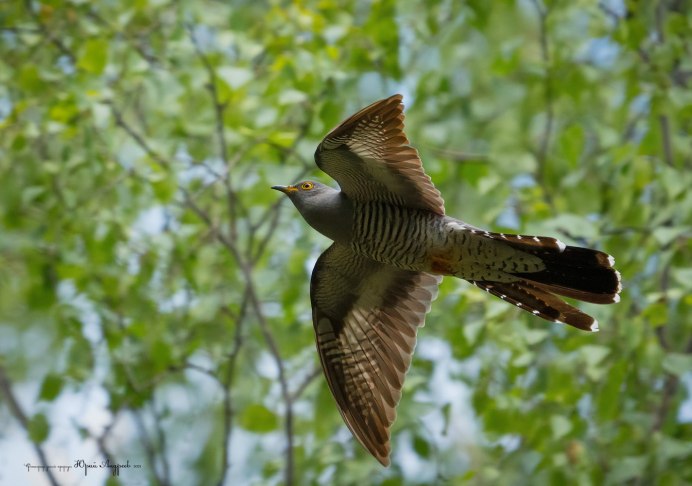 Кукушка в полете