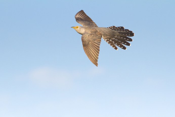 Кукушка размах крыльев