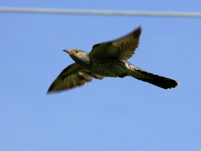 Обыкновенная Кукушка Кукушонок