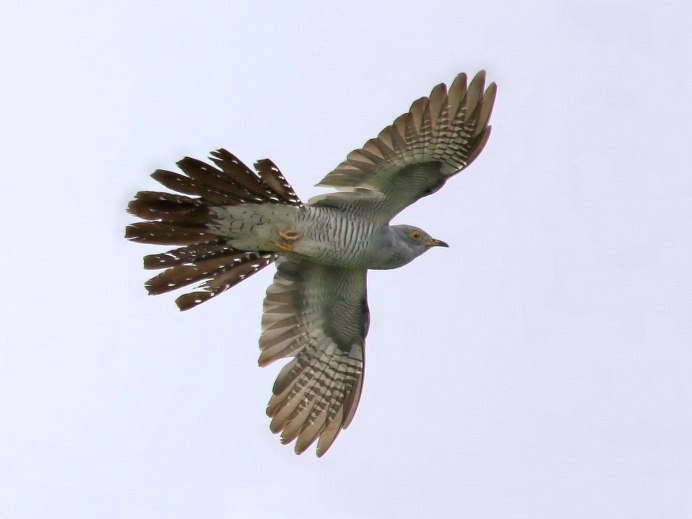 Кукушка в полете