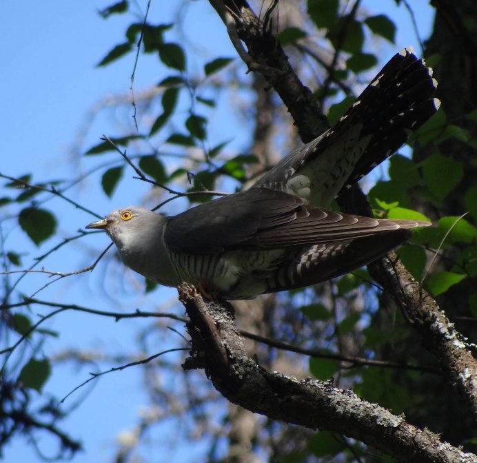 Кукушка Кубанская птица
