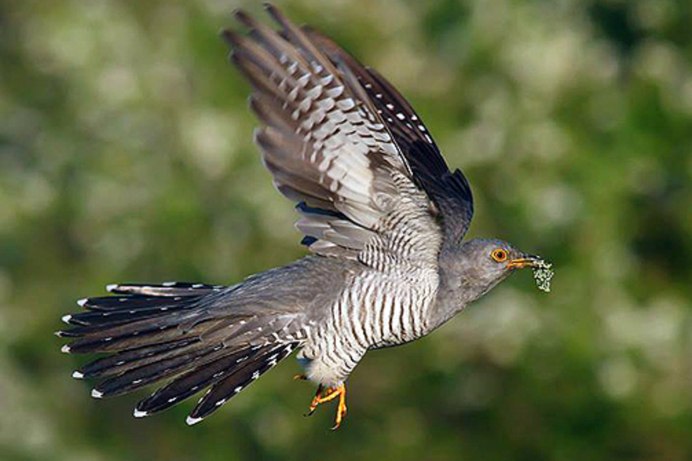 Канадская Кукушка