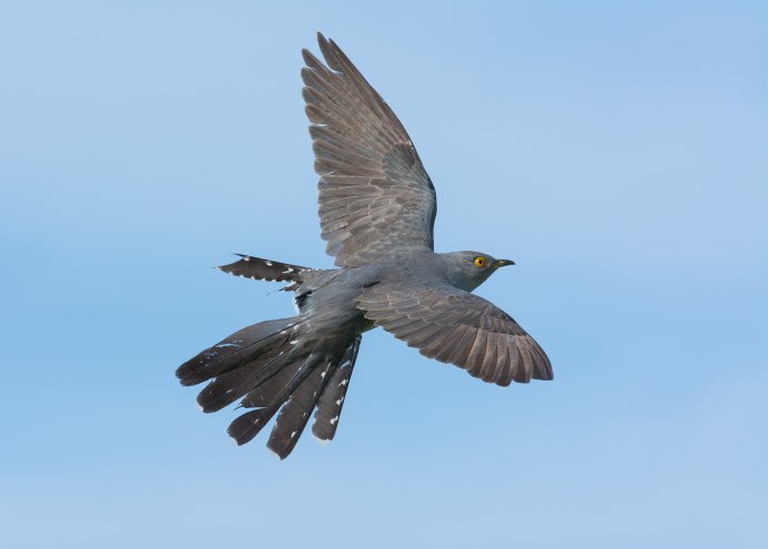 Кукушка в полете фото