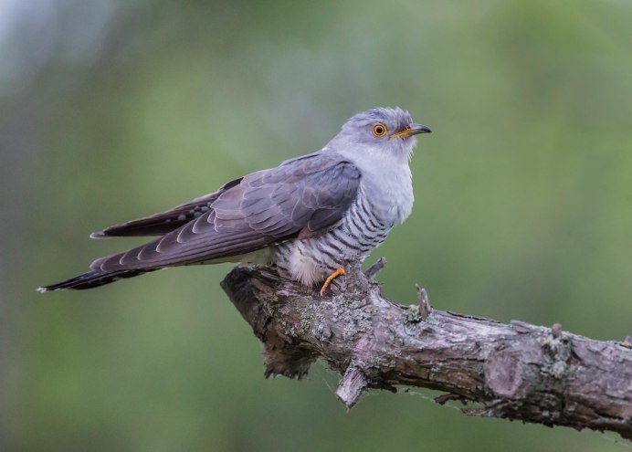 Кукушка в полете на белом фоне