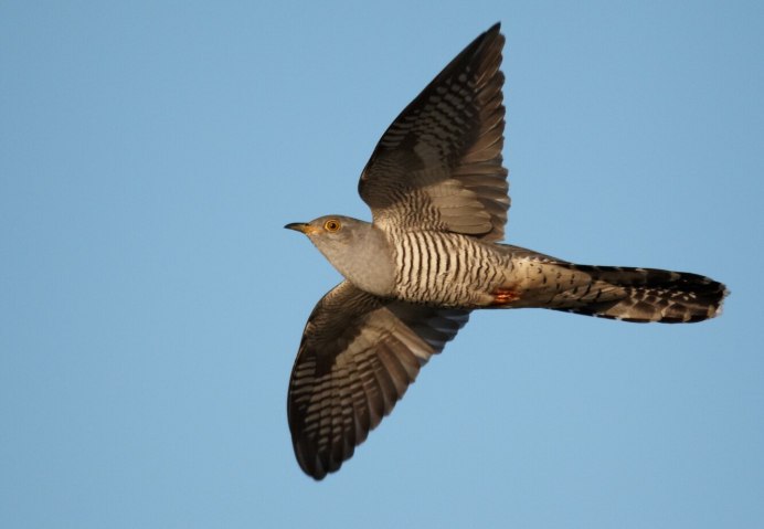 Птица Cuculus canorus