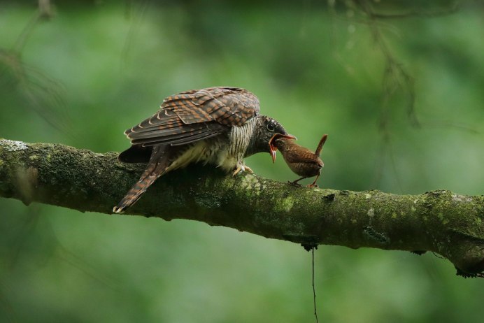Самец кукушки