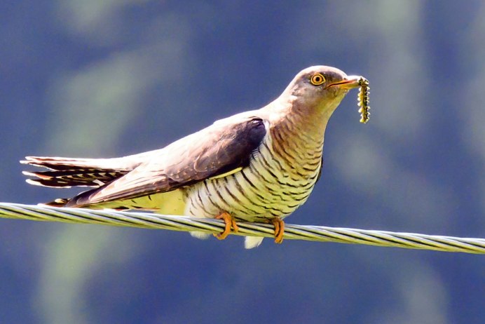 Кукушка улетела