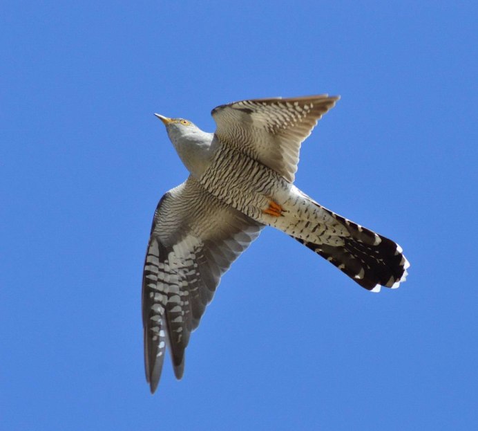 Кукушка Перелетная
