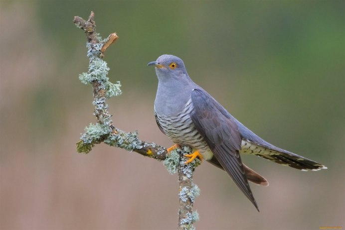 Кукушка улетела