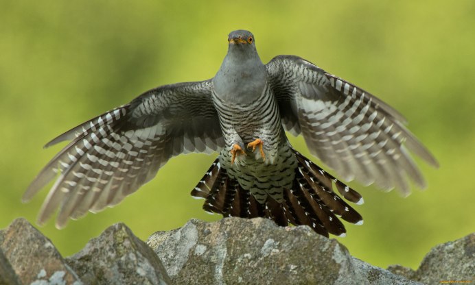 Зязюля фото