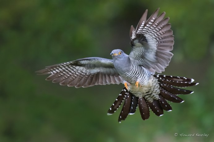 Морская Кукушка