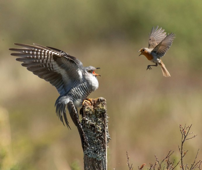 Кукушка Cuckoo