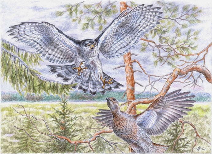 Ястреб-тетеревятник Вадим Горбатов