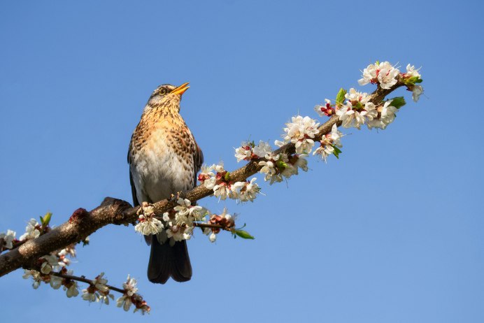 Базиль Эде художник птицы