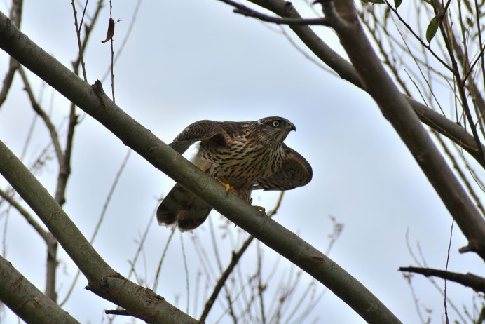 Орёл Сокол Беркут в живописи маслом