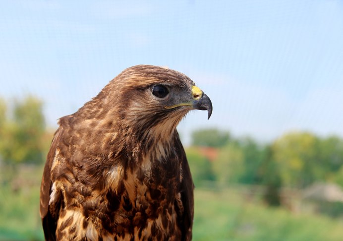 Красивые птицы