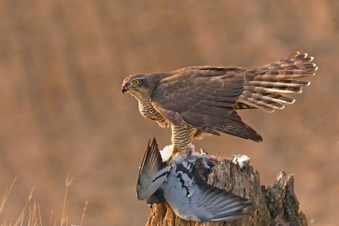 Сокол Орел ястреб канюк