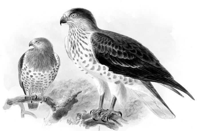 Гроот Сокол и голубь