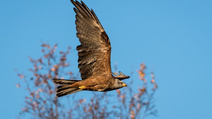 Ястреб на спине