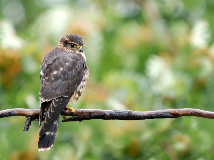 Краснохвостый ястреб