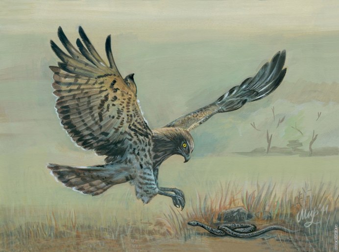 Перо ястреба тетеревятника