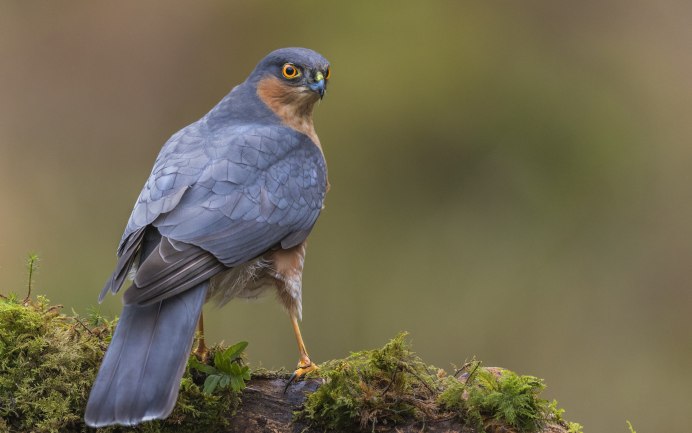 Ястреб - тетеревятник (Accipiter gentilis)