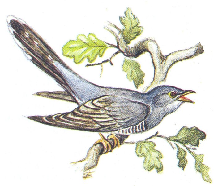 Ширококрылый ястреб