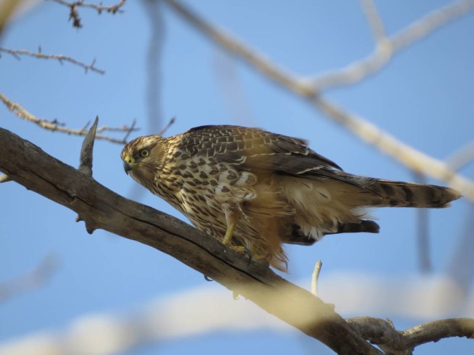 Отряд Соколообразные семейство Ястребиные Орел