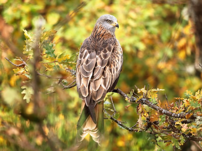 Пустельга птица