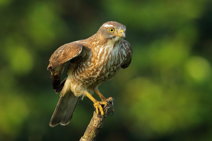 Хищная птица с добычей