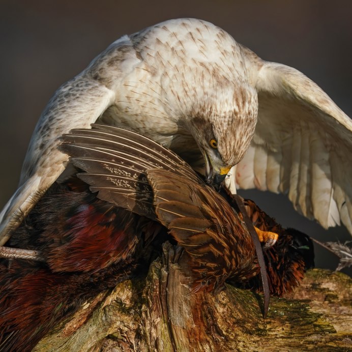 Сокол нарисованный