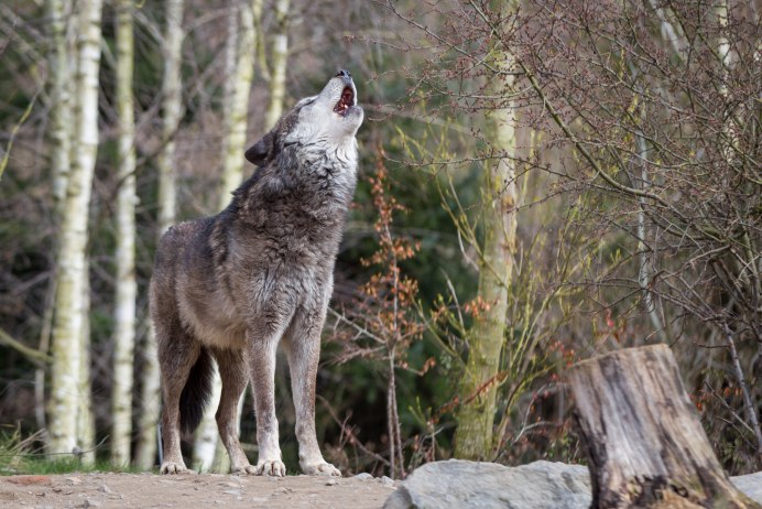 Волк canis Lupus