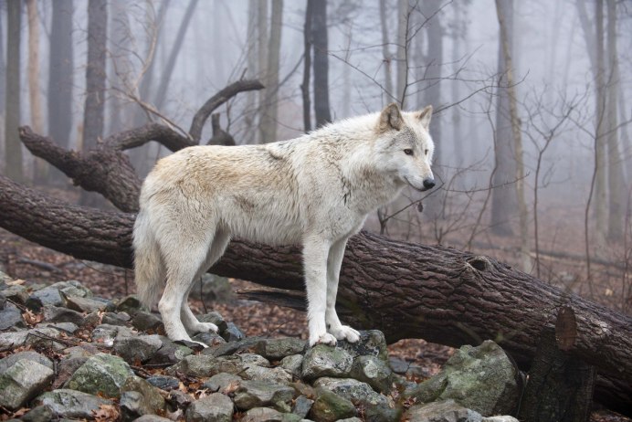 Canis Lupus (Wolf)