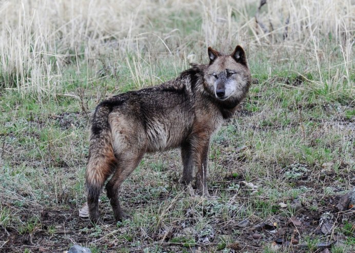 Волк canis Lupus