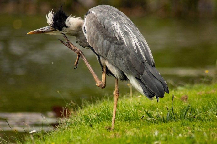 Снежная цапля (Egretta Thula)