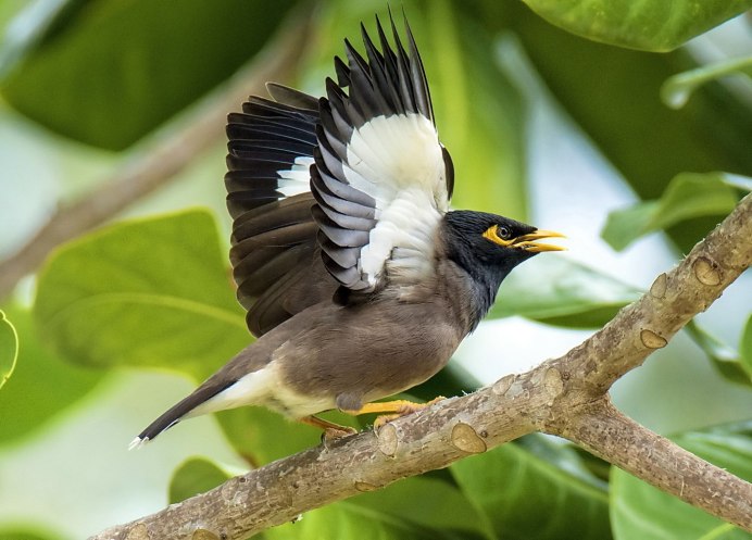 Обыкновенная майна (Acridotheres tristis)