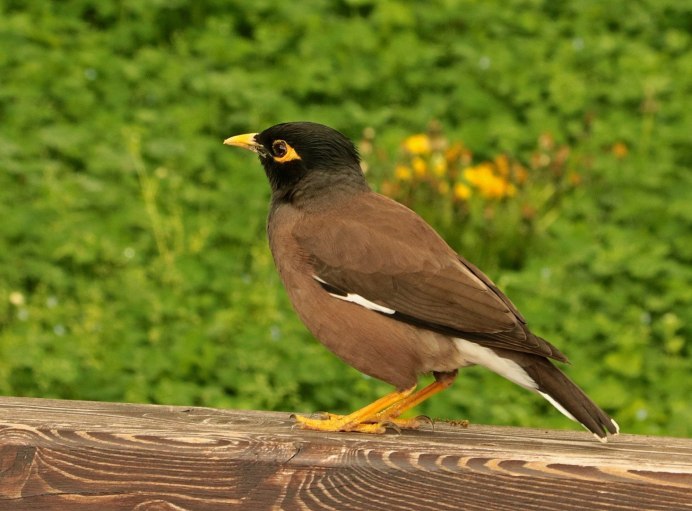 Майна обыкновенная (common Myna).
