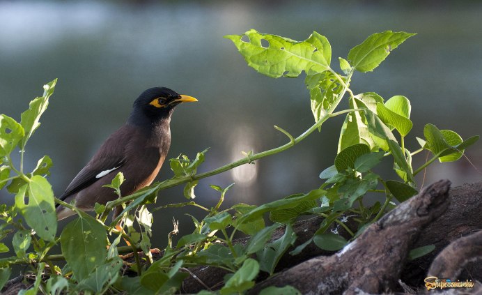 Птица Myna