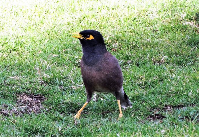 Майна обыкновенная (common Myna).