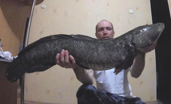Косатка скрипун Pelteobagrus fulvidraco
