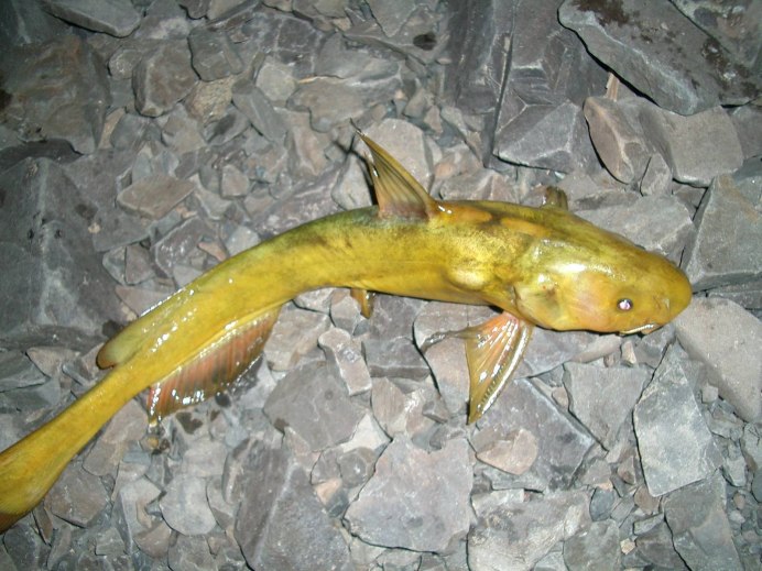 Косатка скрипун Pelteobagrus fulvidraco