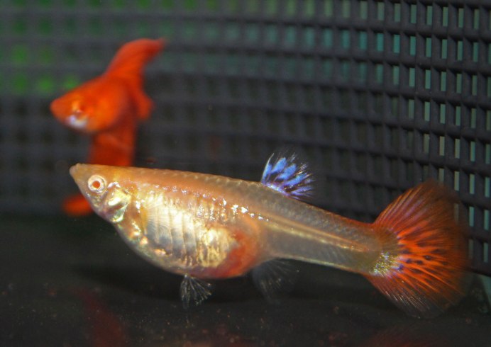 Гуппи Full Red Albino