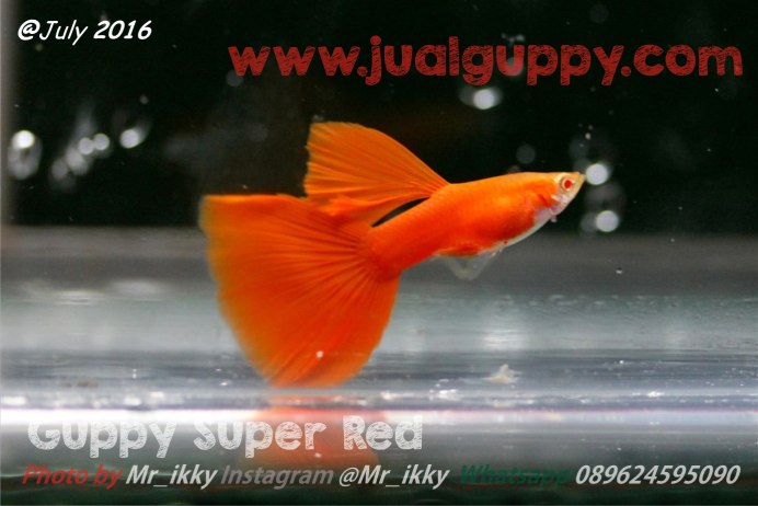 Red Lace Albino Guppy