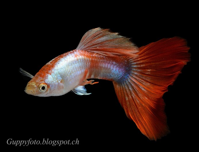 Гуппи Red Albino