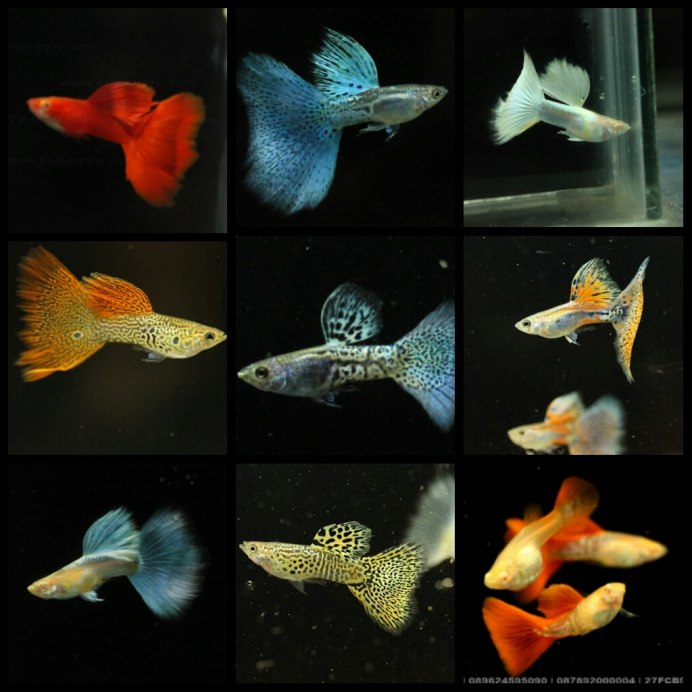 Guppy Full Red Albino