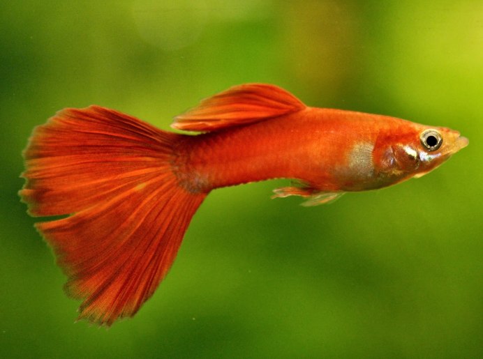 Full Red Albino роды